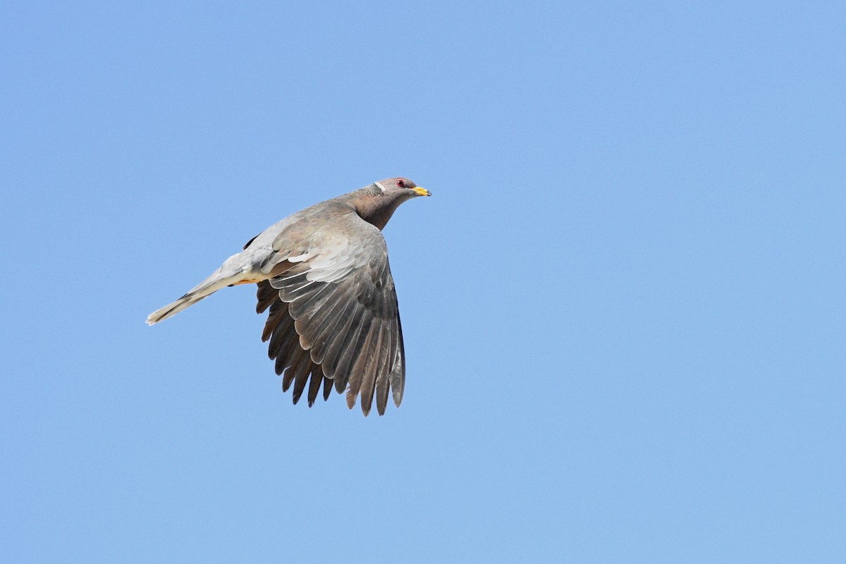 Band-tailed Pigeon - ML614187933