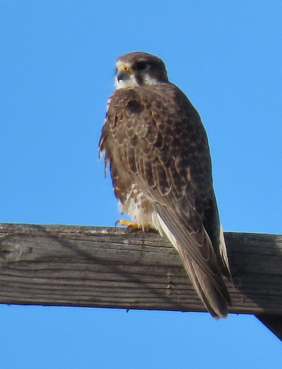 Prairie Falcon - John Parker