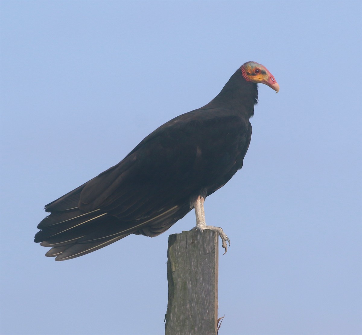 Lesser Yellow-headed Vulture - ML614188191