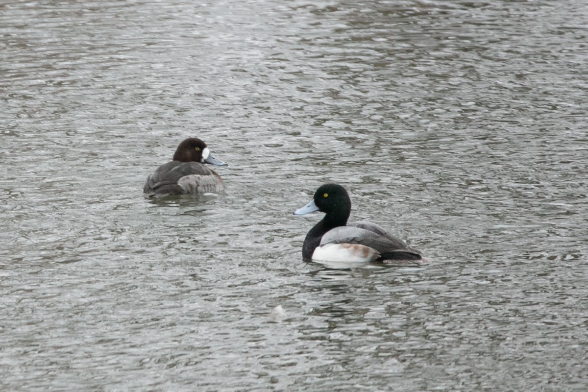Greater Scaup - ML614188291