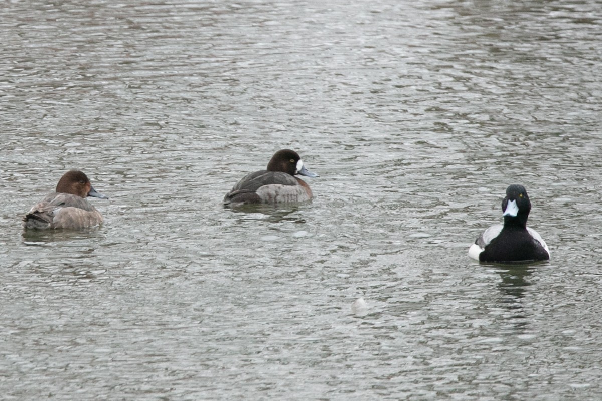 Greater Scaup - ML614188292