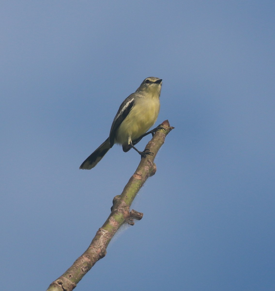 Lesser Wagtail-Tyrant - ML614188363