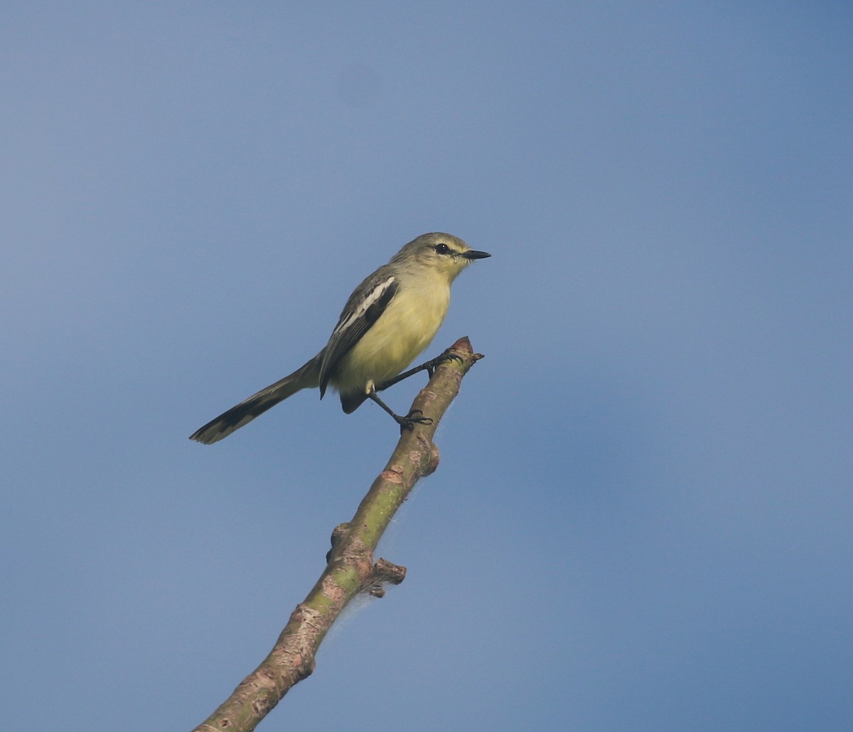 Lesser Wagtail-Tyrant - ML614188365