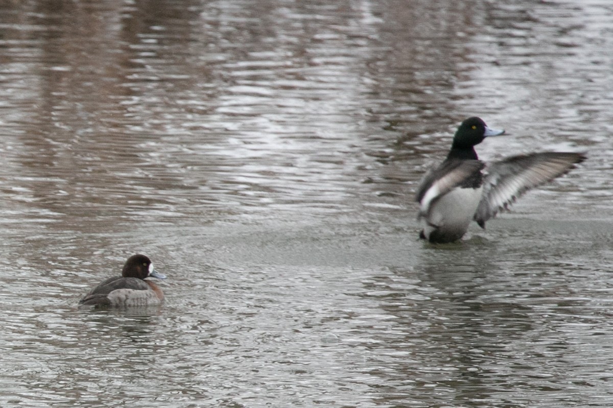Greater Scaup - ML614188397