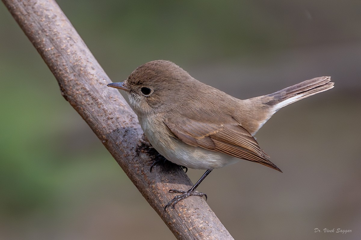 Red-breasted Flycatcher - ML614188432