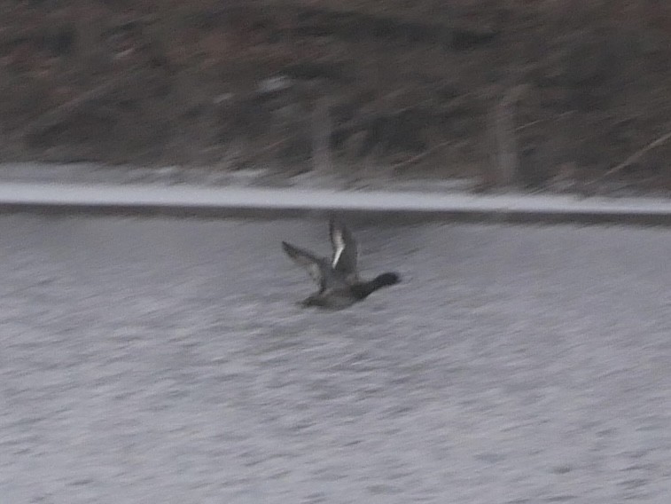 Greater Scaup - ML614188454