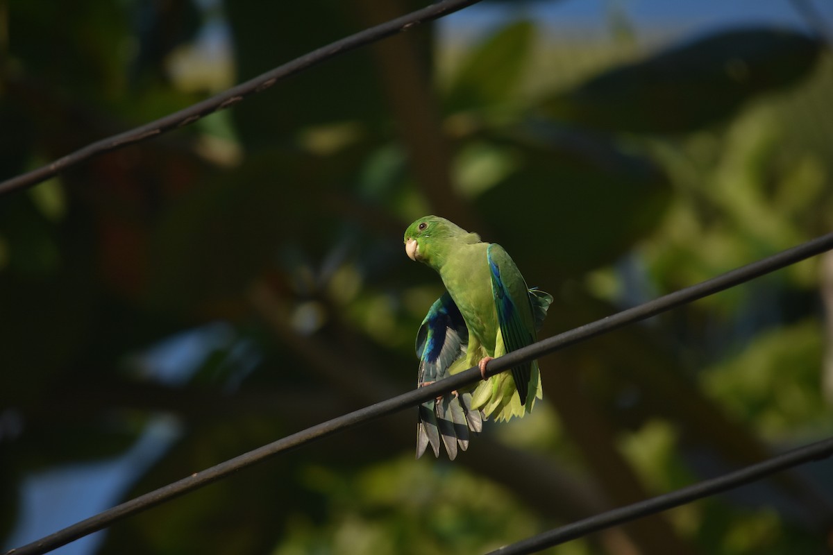 Turquoise-winged Parrotlet - ML614188825