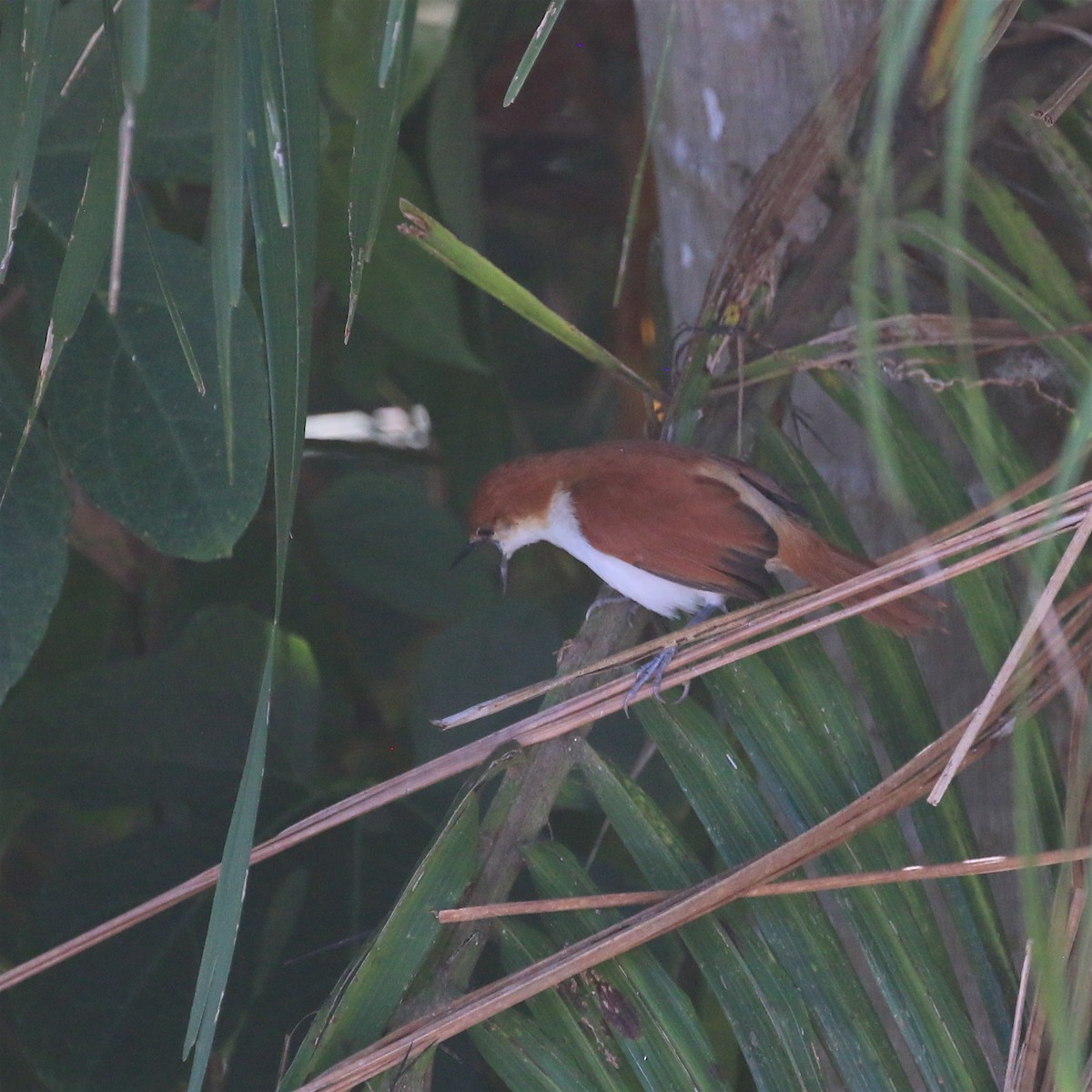 Red-and-white Spinetail - ML614188849