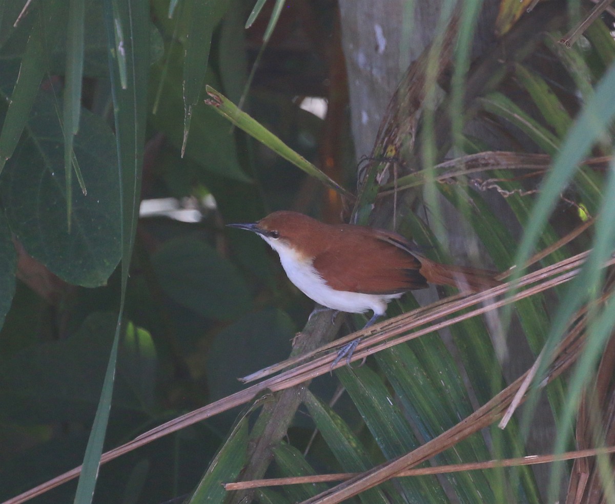 Red-and-white Spinetail - ML614188857