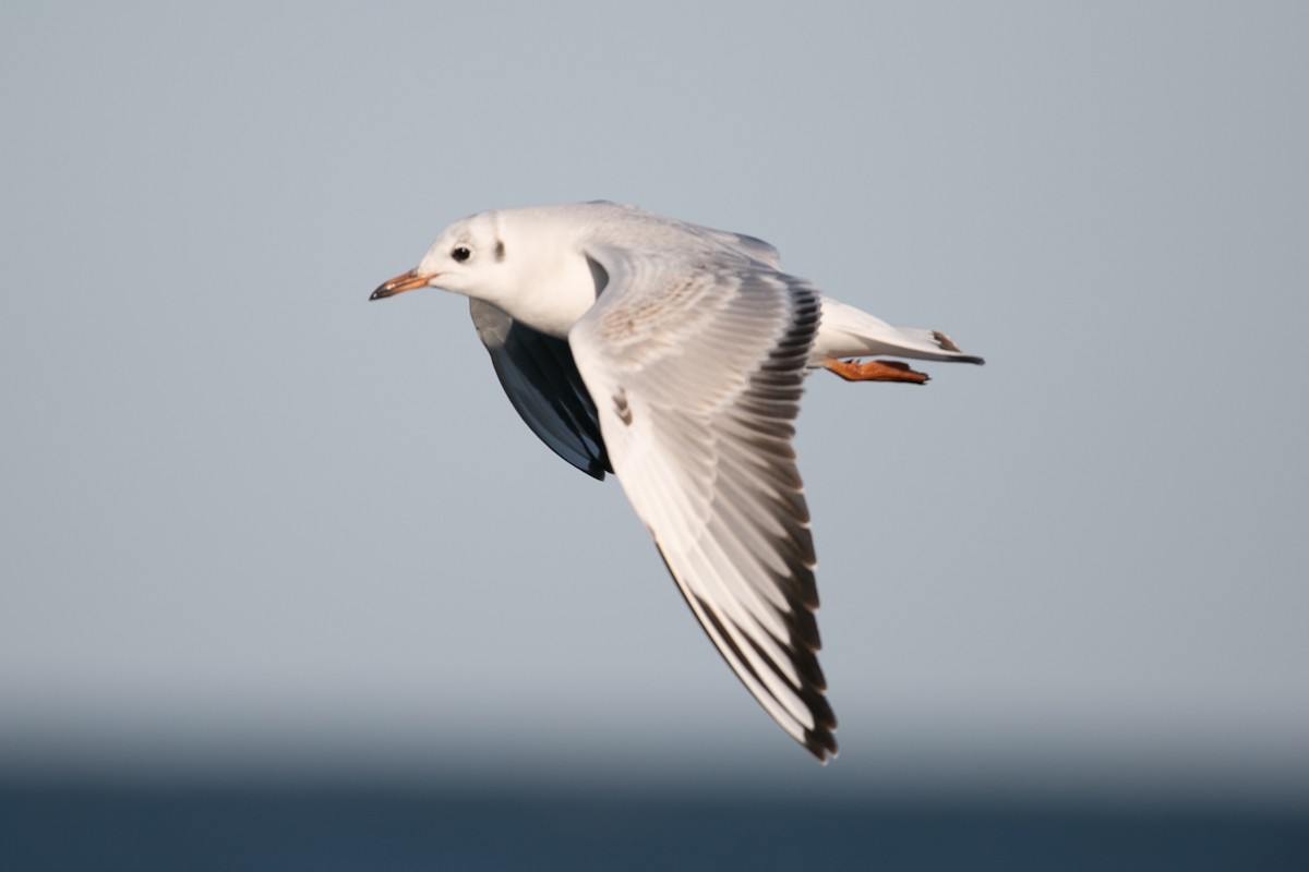 Mouette rieuse - ML614189111