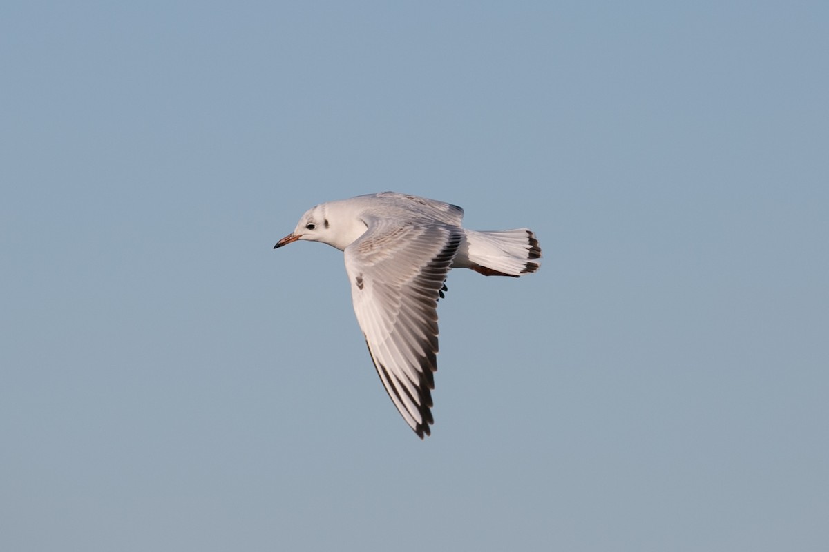 Mouette rieuse - ML614189112