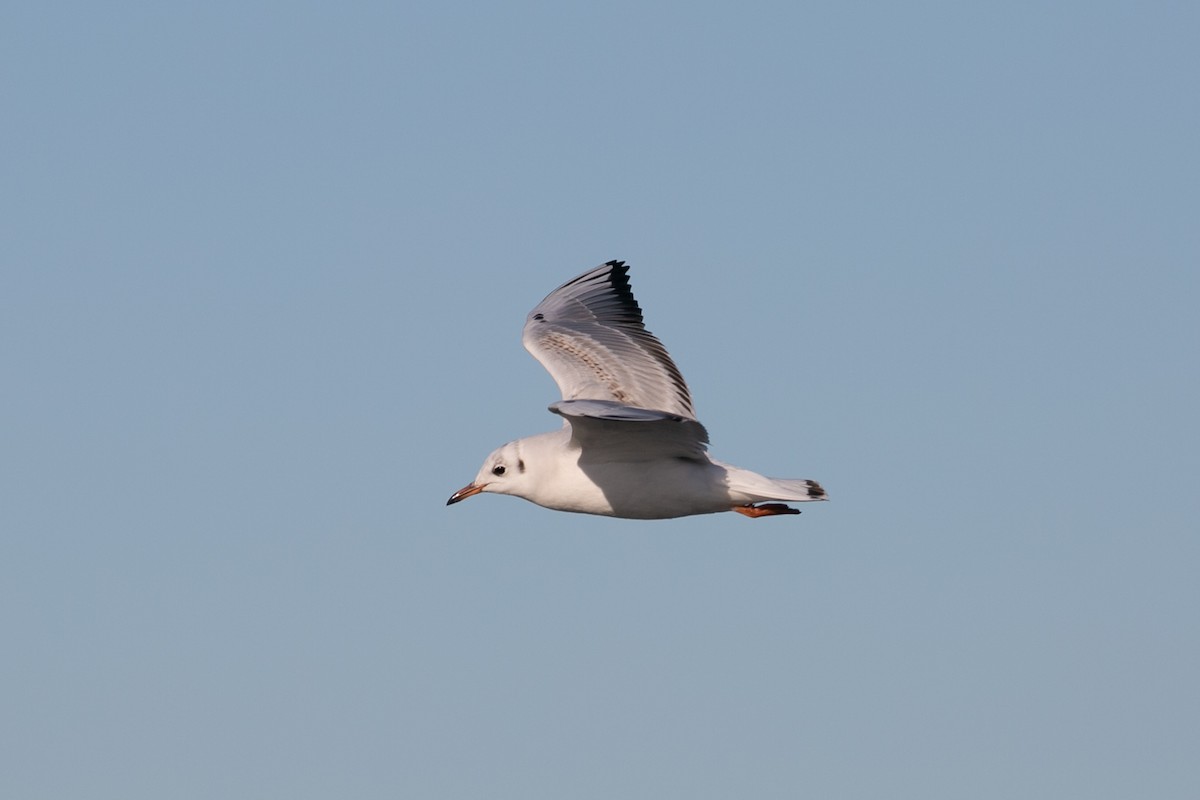 Mouette rieuse - ML614189113