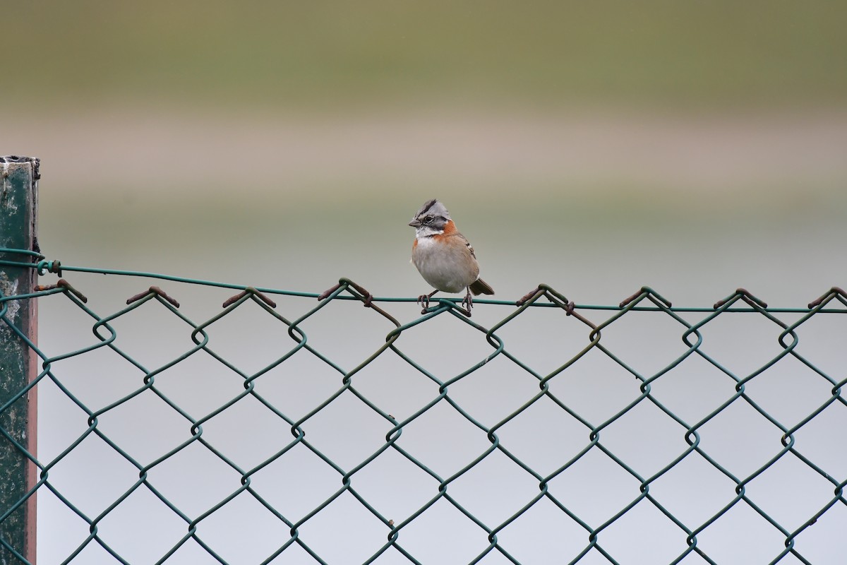 Rufous-collared Sparrow - ML614189342