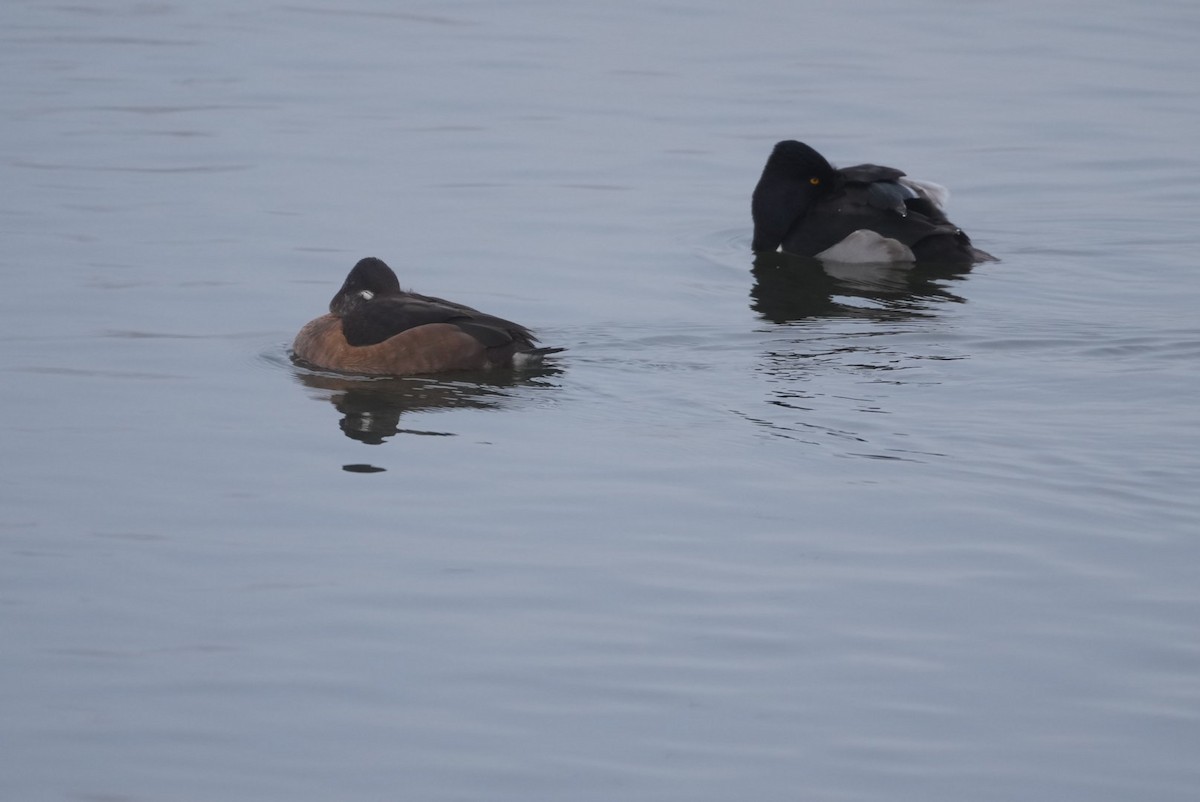 Ring-necked Duck - ML614189490