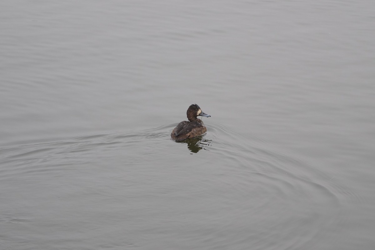 Greater/Lesser Scaup - ML614189491