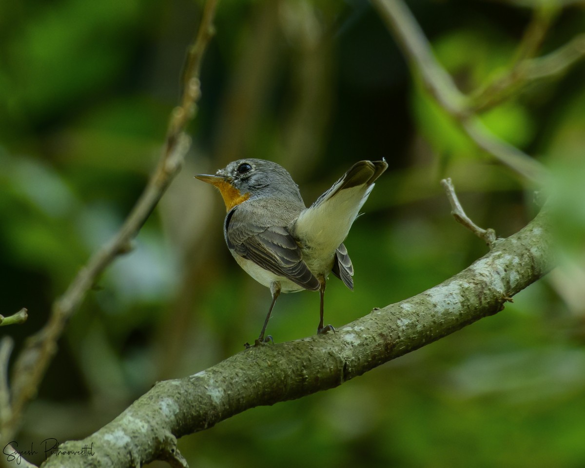 Red-breasted Flycatcher - ML614189504
