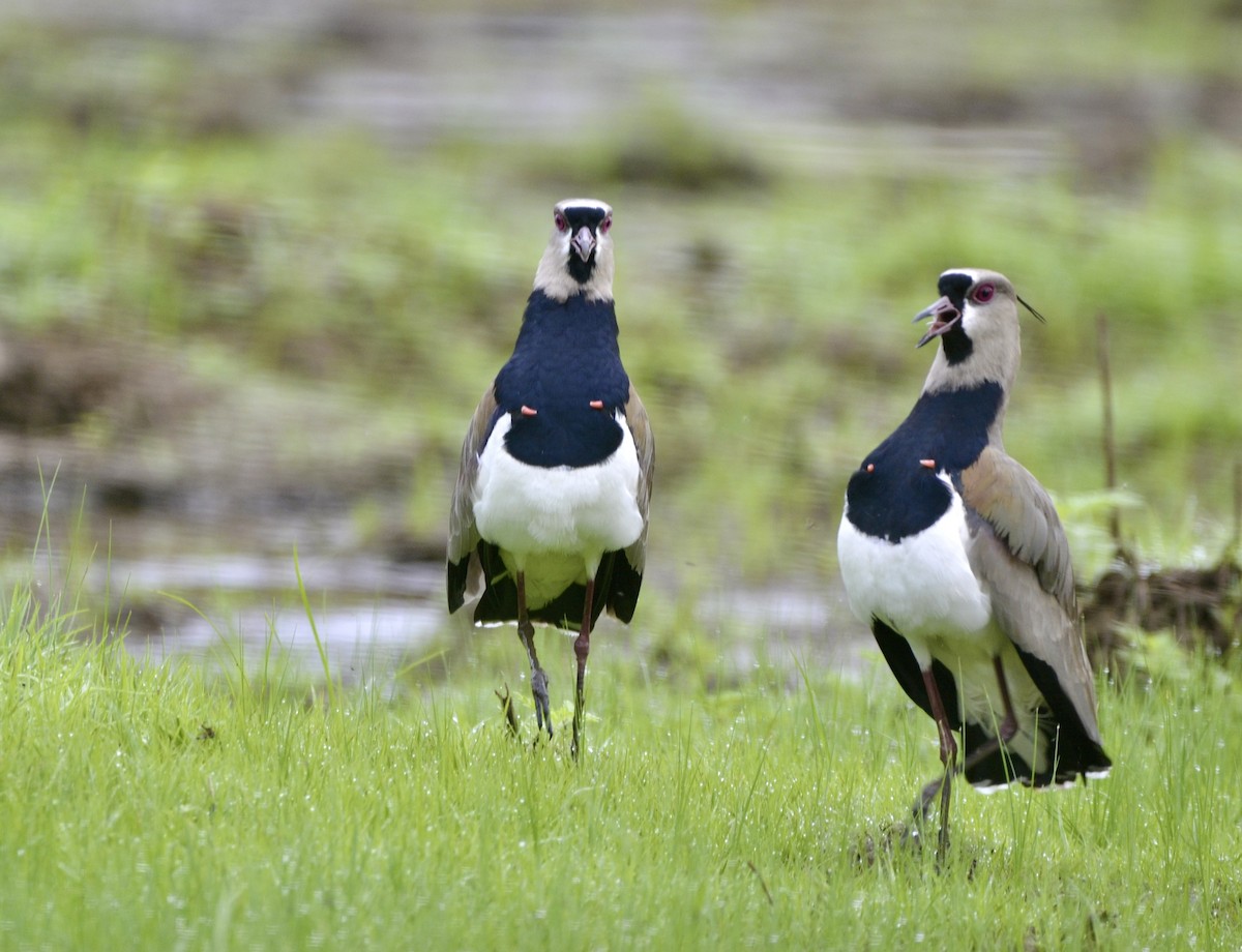 Southern Lapwing - Marcus Witmer