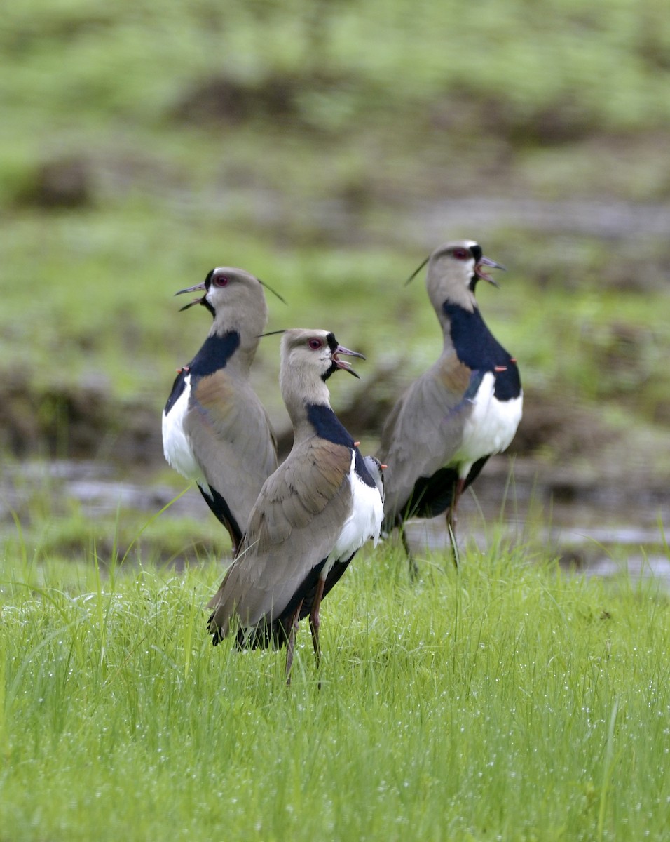 Southern Lapwing - Marcus Witmer