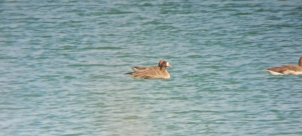 Greater White-fronted Goose - ML614189569