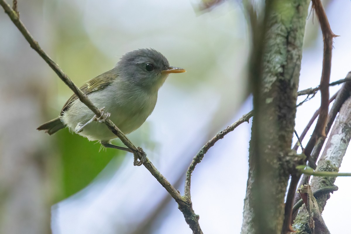 Numfor Leaf Warbler - Chris Venetz | Ornis Birding Expeditions