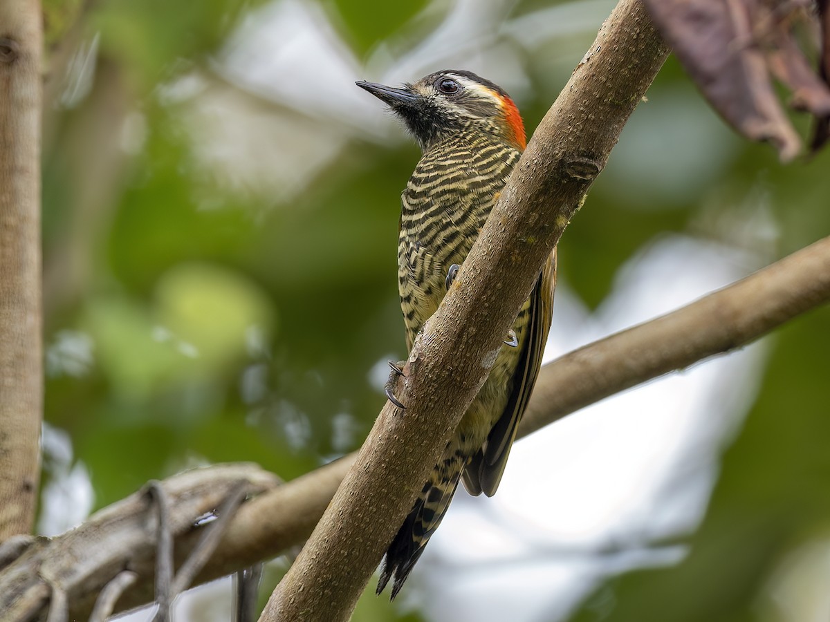 Yellow-vented Woodpecker - Andres Vasquez Noboa