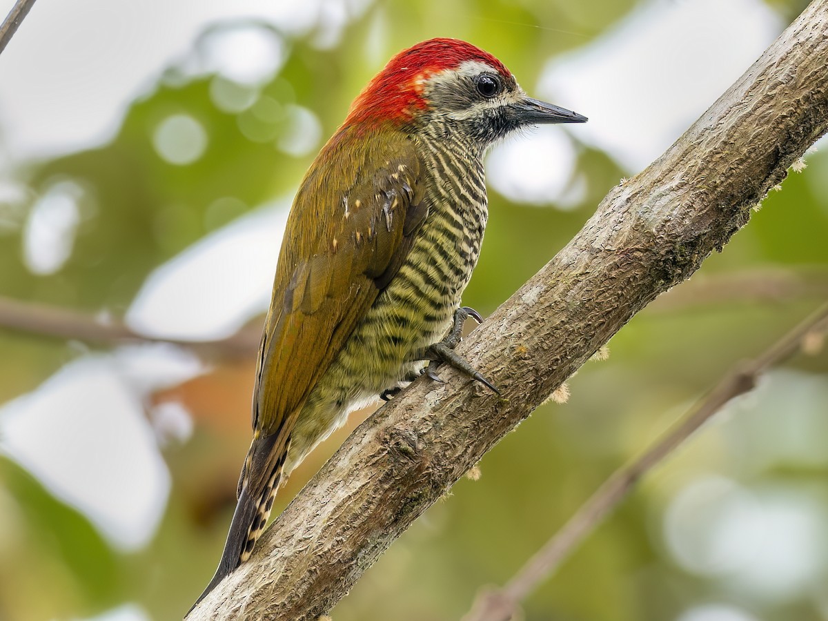 Yellow-vented Woodpecker - ML614189826