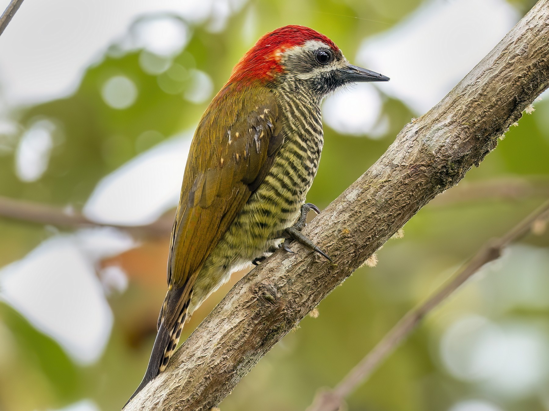 Yellow-vented Woodpecker - Andres Vasquez Noboa