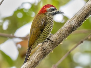 - Yellow-vented Woodpecker