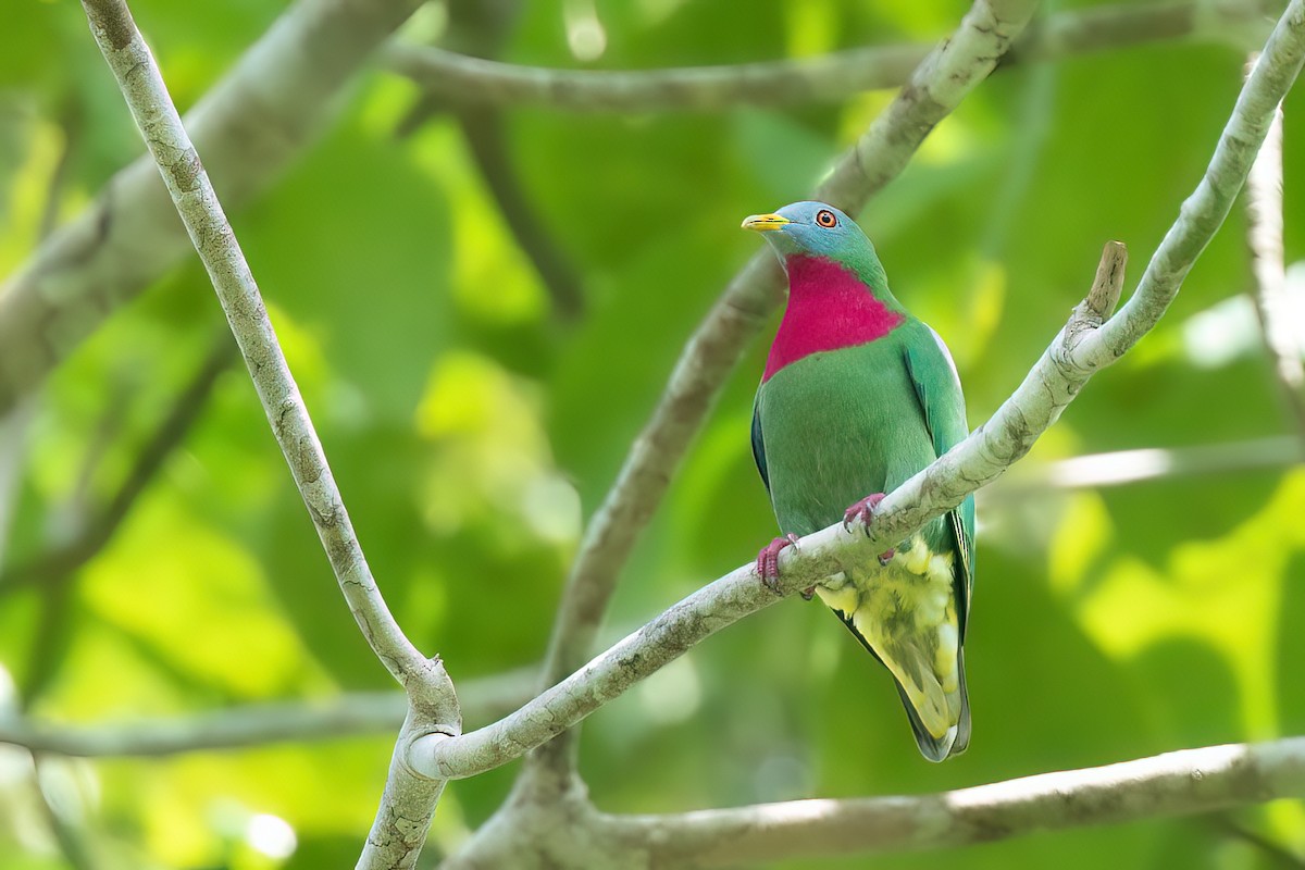 Claret-breasted Fruit-Dove - ML614189866
