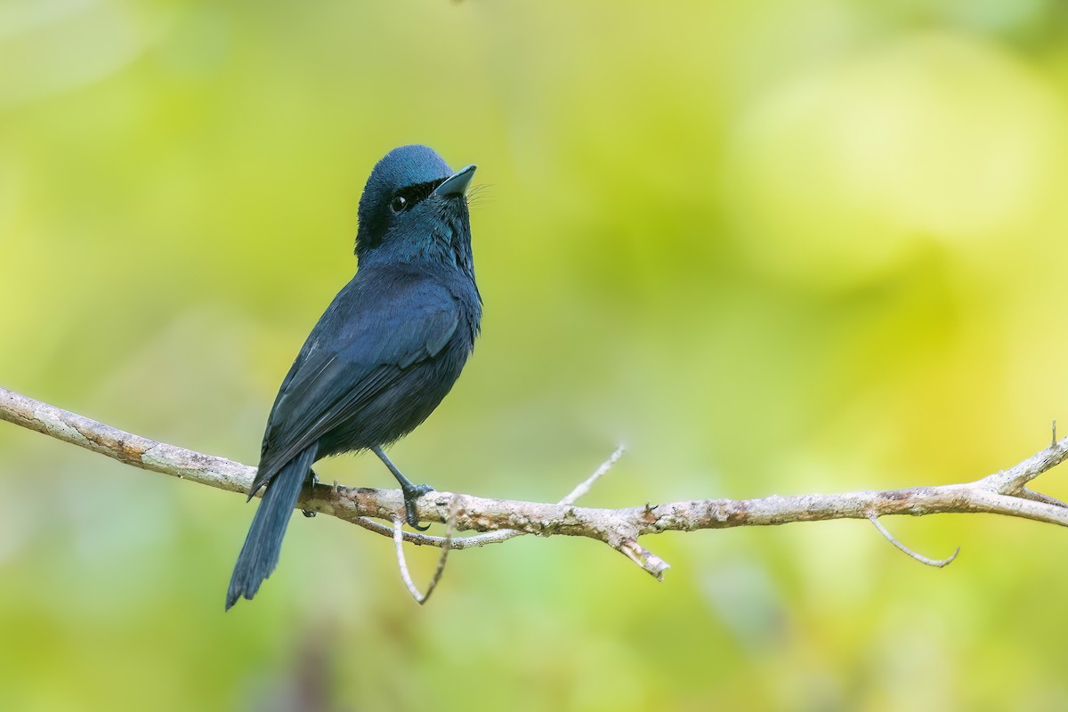 Biak Flycatcher - Chris Venetz | Ornis Birding Expeditions