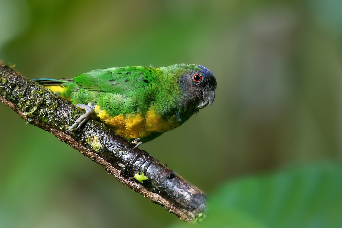Geelvink Pygmy-Parrot - ML614190018