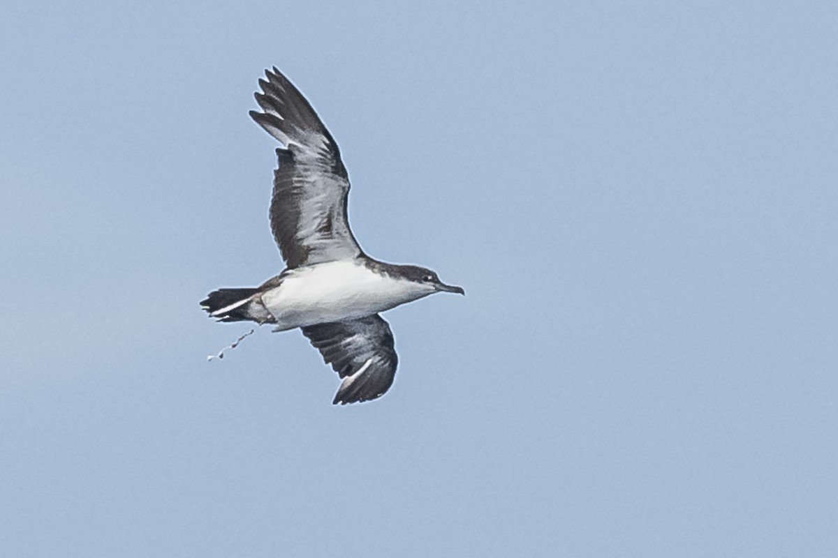 Galapagos Shearwater (Light-winged) - Amed Hernández