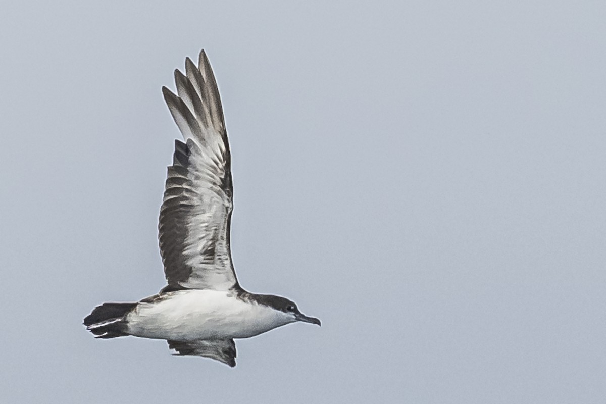 Galapagos Shearwater (Light-winged) - Amed Hernández