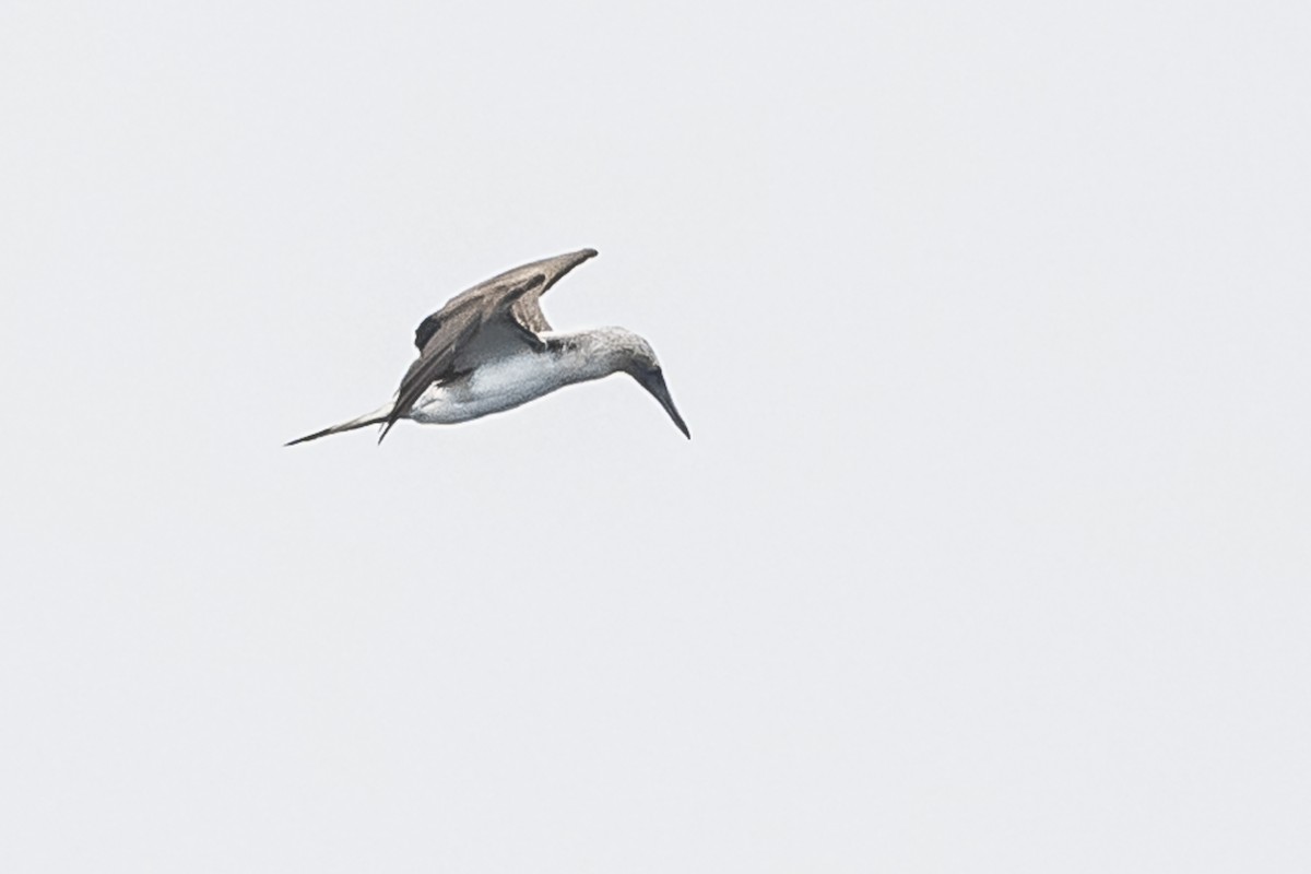 Blue-footed Booby - ML614190109