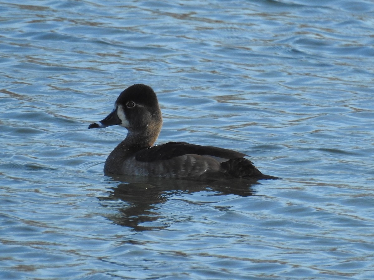 Ring-necked Duck - ML614190164