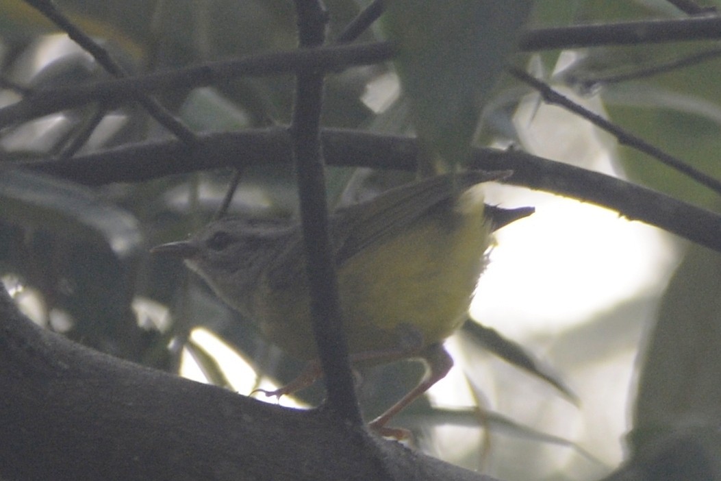 Three-banded Warbler - ML614190422