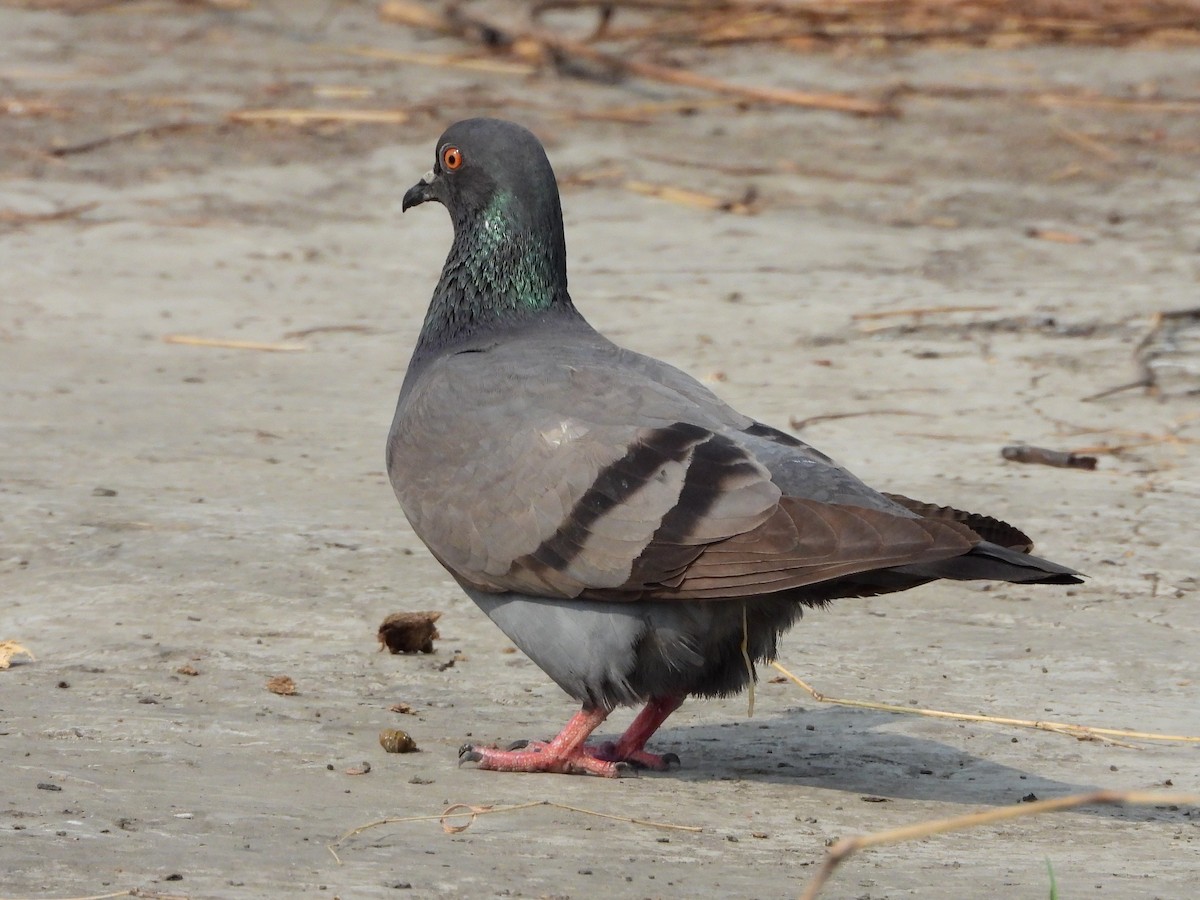Rock Pigeon (Feral Pigeon) - ML614190432