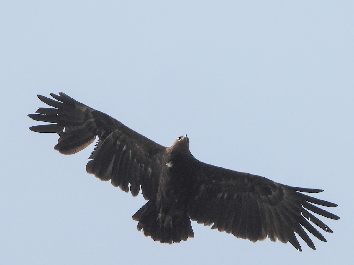 Greater Spotted Eagle - ML614190449