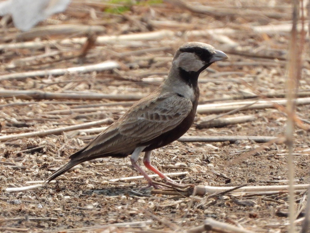 Ashy-crowned Sparrow-Lark - ML614190468