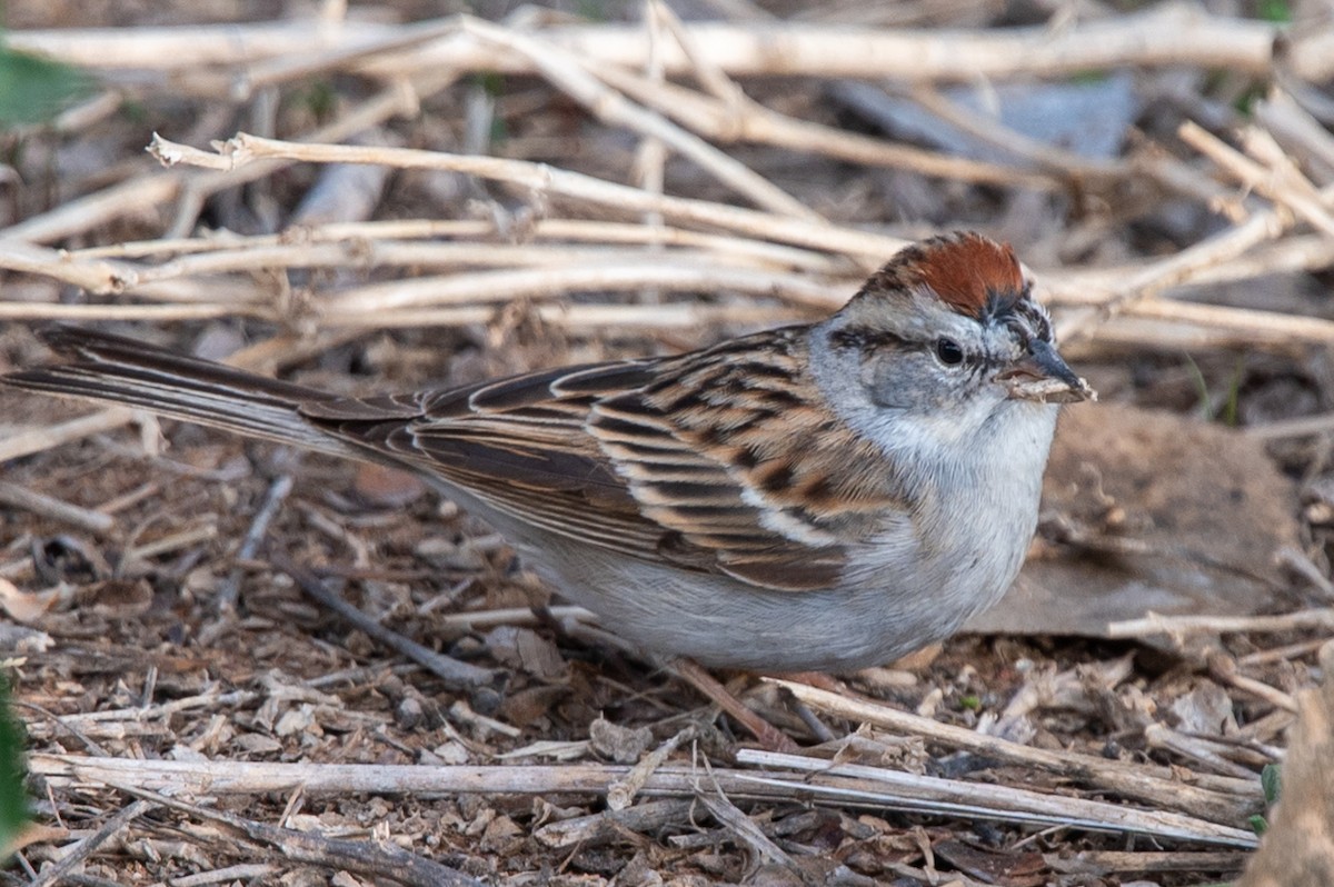 Chipping Sparrow - ML614190795