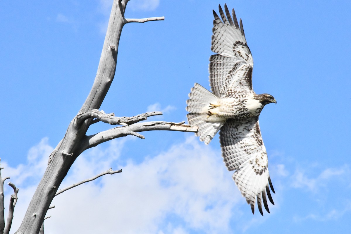 Red-tailed Hawk - ML614190804