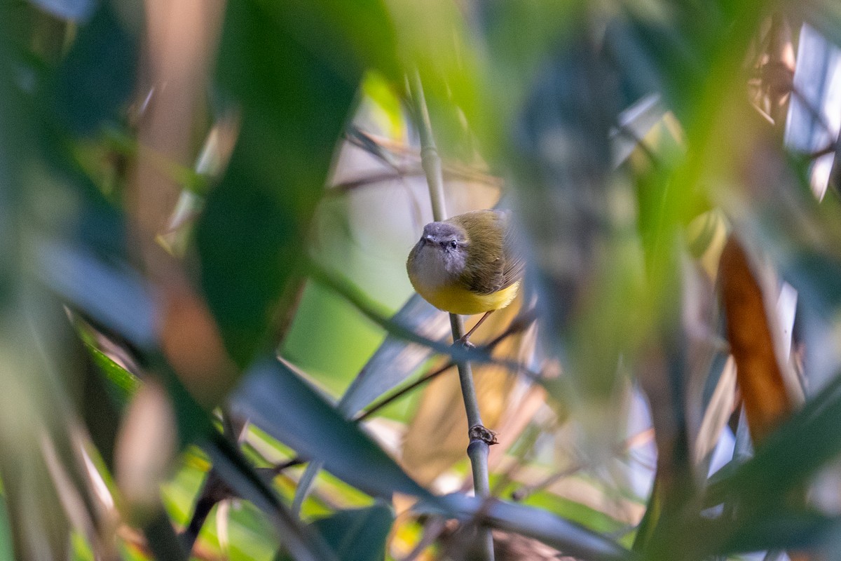 Yellow-bellied Warbler - ML614190990