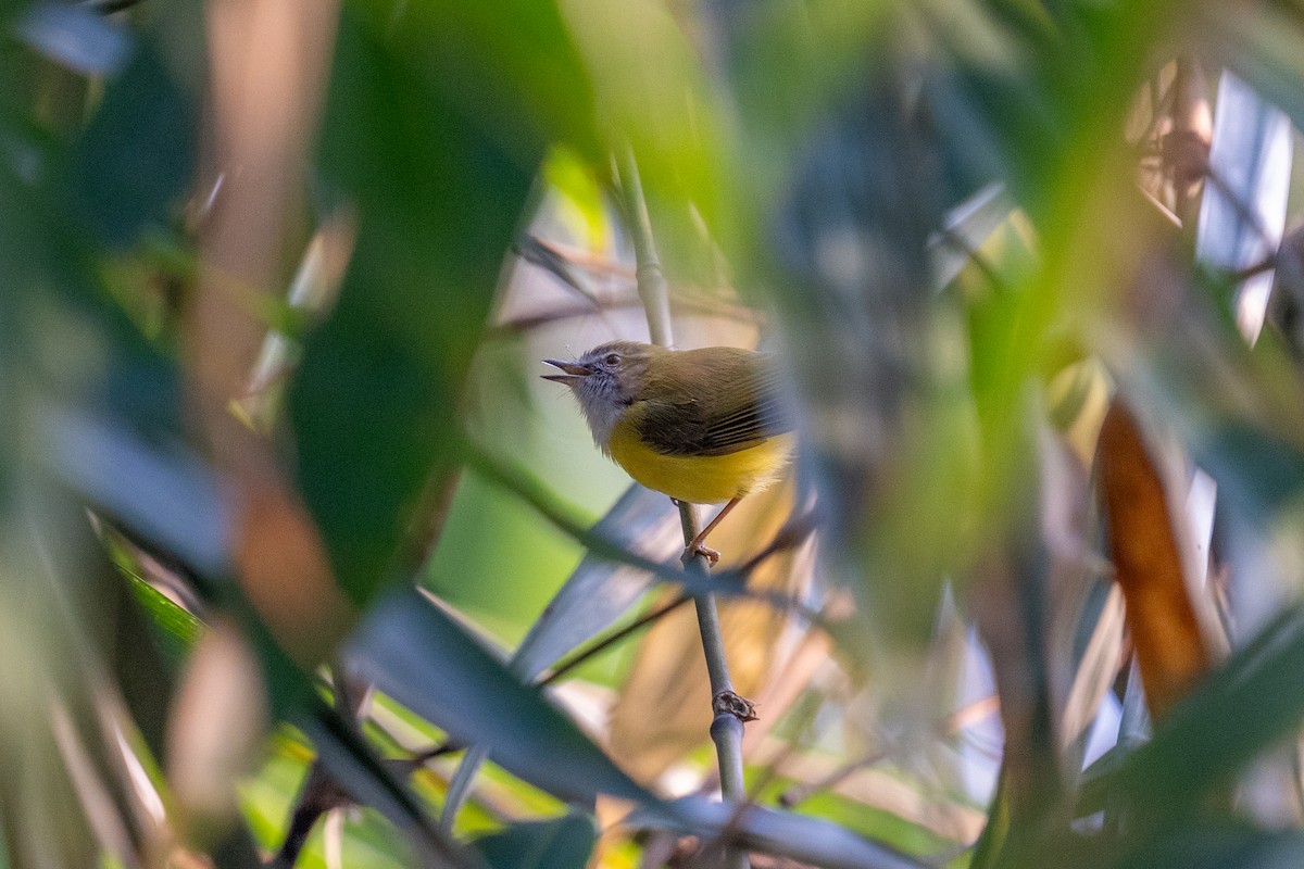 Yellow-bellied Warbler - ML614190991