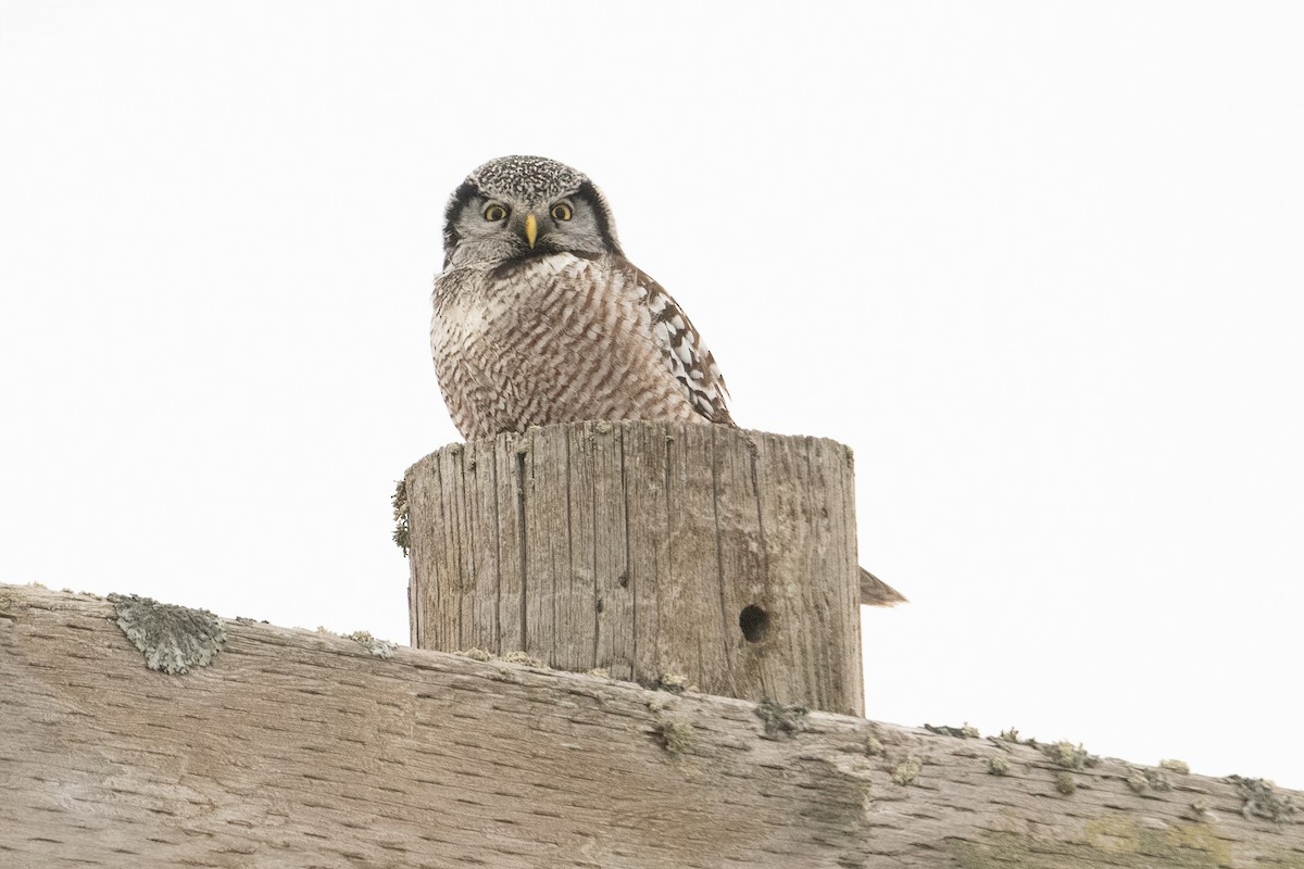 Northern Hawk Owl - ML614191408