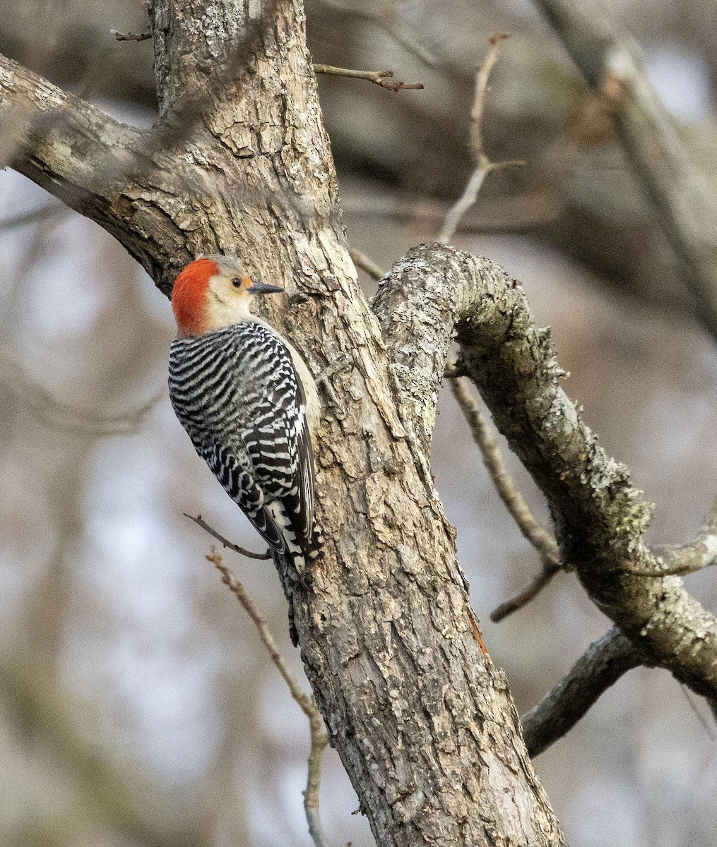 Red-bellied Woodpecker - ML614191552