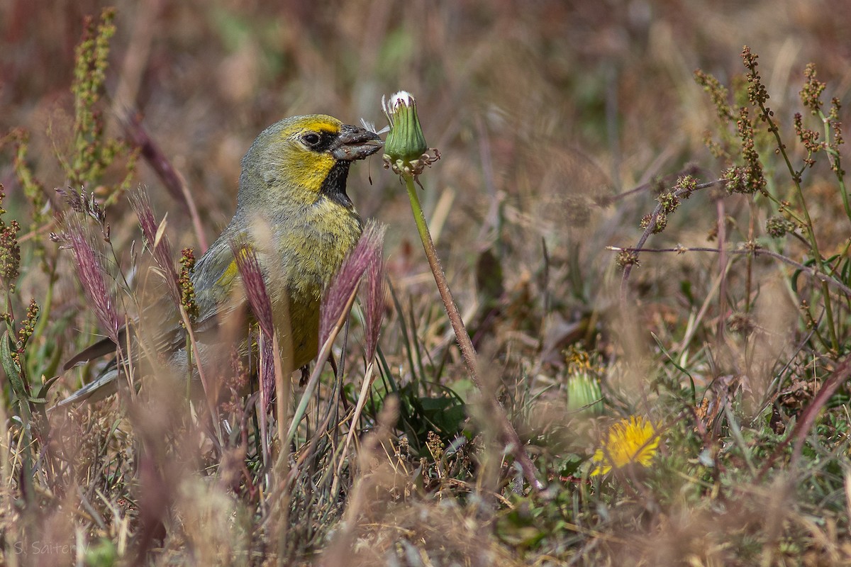 Yellow-bridled Finch (White-tailed) - ML614191603