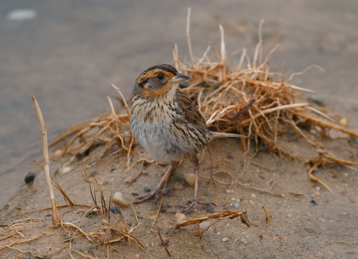 Saltmarsh Sparrow - Simon Best