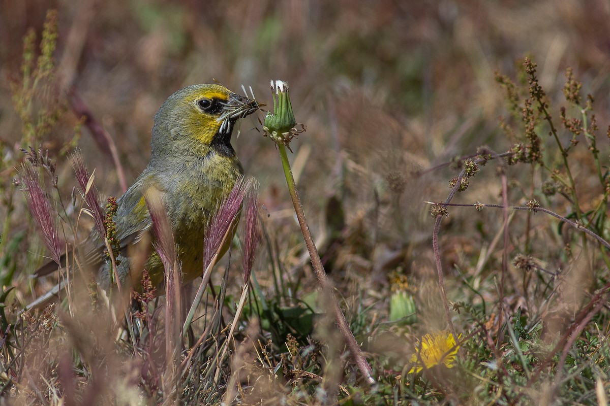 Yellow-bridled Finch (White-tailed) - Sebastián Saiter Villagrán