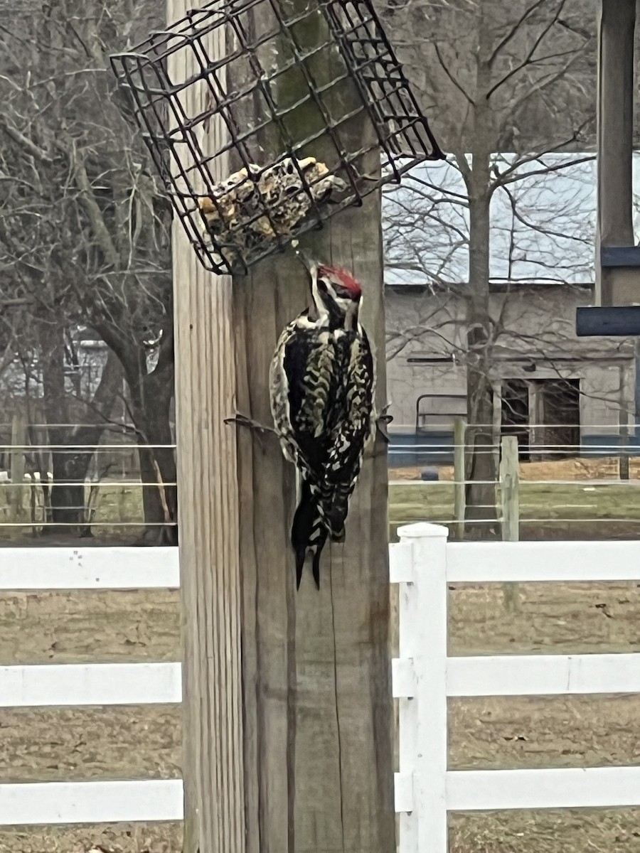 EBird Checklist 30 Jan 2024 Home 16 Species   1200