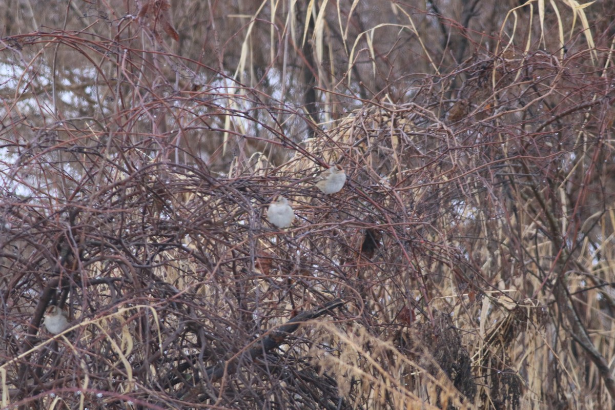 White-crowned Sparrow - Steve Walker